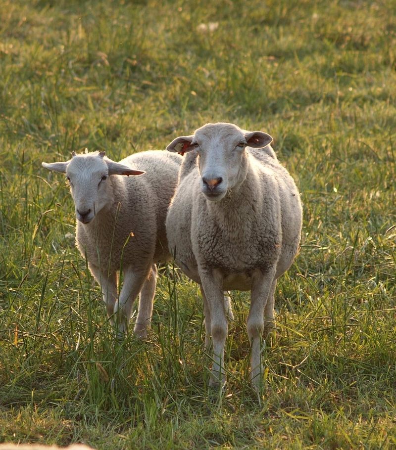 2 sheep in a grassy field