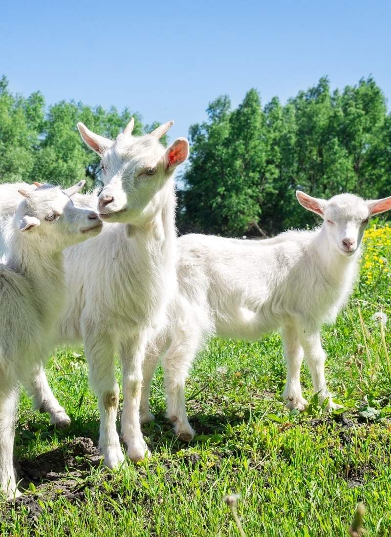 2 sheep in a grassy field